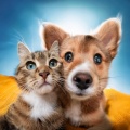 Cena Musica Ambiente、Lluvia para animales serenos、Sonidos suaves para animales relajados - Las Mascotas Se Relajan Con Melodías Suaves