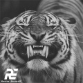 Revive RecordS - MELÔ DE ÉLICA