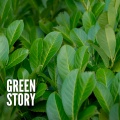Green Story