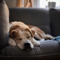 Escucha fácil del domingo、Terapia sonora para el alma animal、Serenidad animal - Modo Salón Para Mascotas