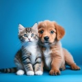 Viajes tranquilos、Reiki suave para seres、Terapia musical animal - Música Tranquila Para Las Mascotas En La Noche