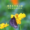 蝶舞花香满山坡DJ(对唱版)