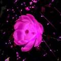 12AM Bedtime Ballads: Brainwave Flow Soundscapes