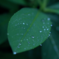 萤火虫音乐 - 树林里的春雨绵绵