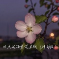 夕夕 - 四点的海棠花未眠 (律动版)