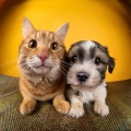 Música Suave Para Mascotas: Delicada Y Relajante