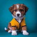 Caminante de la naturaleza、Playlist Relajante para Perros、Música para Cachorros Felices - Ecos Delicados Para Las Siestas Del Perro