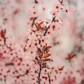 25 Calming Nature Vibes: Peaceful Gardens