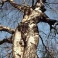 stained 2 (Explicit)