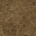 Radial Surge