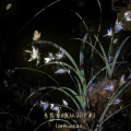 余火火 - 兰花草