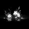StellarWhisper - Boyfriend