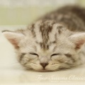 Four Seasons Classics  10 Night/Healing  EMD ([Japan only])
