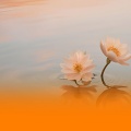 Healing Piano And Harp Melodies With Soothing Ambient Music And Gentle Sea Waves For Deep Relaxation