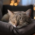 Barba y vibraciones、Lista de Reproducción para Relajar Felinos、Archipiélago Smoothe - Vibraciones Nocturnas Suaves Para Gatos