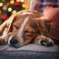 Naturaleza en lo-fi、LAS MASCOTAS AMAN LA MÚSICA、El relajante Real Animal - Tonos Suaves Para Relajar Mascotas