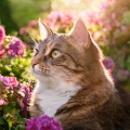 Música relajante con sonidos de la naturaleza、Sonido de grillo、Sonidos de pájaros suecos - Música Tranquila Para Gatos Y Serenidad