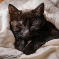Arrullo Felino: Sonidos Orquestales Tranquilos Para Dormir
