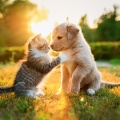 MesmeriSé、Cachorros Bebes Orchestra、Famosa música para perros - La Suave Música Para Perros Alivia
