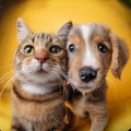 Almuerzo tranquilo、Serenidad para animales、Melodía de sueño para animales - El Lofi Suave Reconforta A Los Compañeros