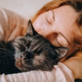 Analogía de la comedia、Academia de Música para Gatos、Trueno Tropical - Las Suaves Melodías Nocturnas Para Gatos
