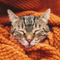 Lofi Valley、Cat Music Hour、Calming Cat Music - Soft Tones for Cat Serenity