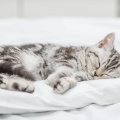 Cats' Relaxation Music for Peaceful Sleep