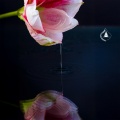 Zen Flow of Koto and Rippling Water