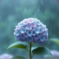 고운정 - 민들레