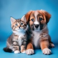 Orquesta Para Mascotas: Melodías Para Compañeros
