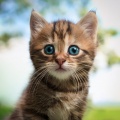 Muestreo estéreo al aire libre、Gato Total Relax、Camino del agua - Vibraciones Tranquilas Para El Sueño De Los Gatos
