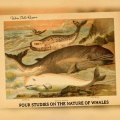 Valerio Dalla Ragione - Narwhal