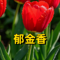 周细荣 - 郁金香