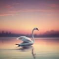 白鳥の笑み