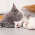 Music for Comforting Anxious Cats