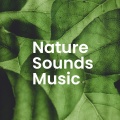 Sounds Of Nature、Nature Sound Series、Nature Sounds Relaxation: Music for Sleep, Meditation, Massage Therapy, Spa - Tranquil River Flowing Through the Woods