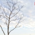 美叶儿 - 凛冬