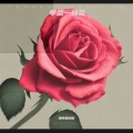 单恋一枝花