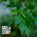 Rain Recorders - Green Motion