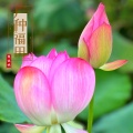 赖鸿根 - 广种福田