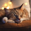Música Delicada para Gatitos、Jardín De Muestra、Estados de ánimo y sonidos de agua - Sonidos Pacíficos Y Ronroneantes De Lofi