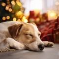 Melodías Lofi Silenciosas Para Alivio Del Estrés De Perros