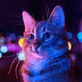 Meditative Cats、Ambient Music Collective、Rain Sound - Calming Purrs