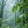 厚土小姐 - 国风促眠纯音乐 (夏荷雨落声)