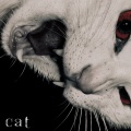 Wool - Cats don't like water