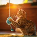 Lofi Bird、Pet Music Doctor、Pet Music - Peaceful Pets, Calm Beats