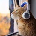 Lofi For Summer、Lofi Rap、Lo Fi Playlist - Rolling With The Pack
