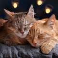 Chill LoFi SONDS.、Live Life Lofi、Cozy Lofi - The Feline Flow