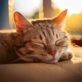 Contacto Binaural、Atrapar el sueño、Proyecto de música para gatos durmiendo - La Serenidad De Una Siesta