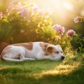 Música tranquila del domingo por la mañana、Música instrumental para perros、Música para perros TA - Un Paseo Tranquilo Por El Parque